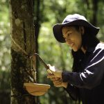 Ảnh đẹp cao su của Nguyễn Văn Thương