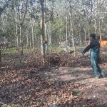 Nông trường Cầu Khởi, Cao su Tây Ninh: 2 tổ năng suất trên 3 tấn/ha