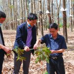 Nông trường Dục Nông (Cao su Kon Tum): Nhiểu tổ đạt năng suất cao