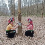 Chị Lường Thị Liên – Công nhân Nông trường Châu Sơn, Cao su Sơn La: Đón Tết to nhờ cao su