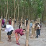 Doanh thu xuất khẩu cao su Campuchia tăng lên 77 triệu USD