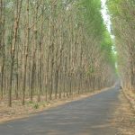 Triển vọng năng suất vườn cây khu vực Lào, Campuchia