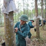 Phát triển cao su ở miền núi phía Bắc: Góp phần thay da đổi thịt vùng cao