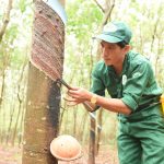 Tin tưởng một vụ mùa bội thu