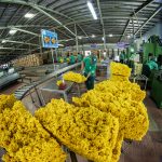 Đảm bảo chất lượng sản phẩm cao su thương hiệu VRG