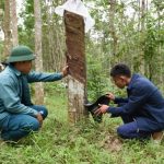 Khúc tráng ca cao su Tây Bắc