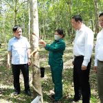 Cao su Hà Tĩnh phấn đấu sản xuất trên 2.000 tấn mủ