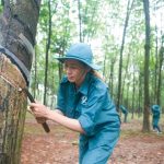 Doanh nghiệp cao su trái chiều kỳ vọng