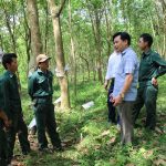 Hiệu quả từ cây cao su trên quê hương Bác
