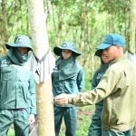 Ngỡ ngàng cao su miền núi phía Bắc