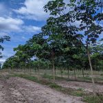 Triển vọng mô hình trồng xen cao su gỗ - mủ