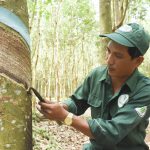 Cao su Hòa Bình hướng đến mục tiêu thành tích cao tại hội thi cấp ngành