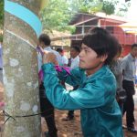 Cao su đứng vững ở miền núi phía Bắc