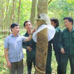 Hiệu quả từ cây cao su trên quê hương Bác