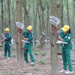 Cao su Phước Hòa luyện tay nghề để nâng cao thu nhập người lao động