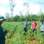 Người lao động Cao su Quảng Ngãi vượt khó bằng kinh tế phụ