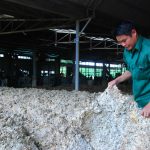 Phối trộn mủ dây để sản xuất mủ SVR10