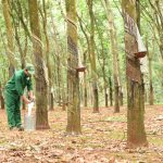 Phát huy nguồn lực để hoàn thành cao nhất kế hoạch