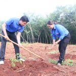 Thanh niên tình nguyện trồng mới cao su