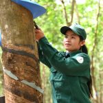 Campuchia xuất khẩu cao su từ tháng 1 đến tháng 5 tăng 3% so với cùng kỳ năm ngoái
