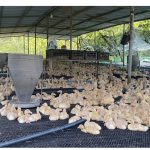 Sống khỏe giữa bão giá nhờ chăn nuôi vịt