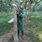 Bàn tay vàng cao su Phước Hòa nhiều năm liền dẫn đầu về sản lượng