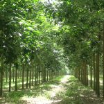 Dấu son trên đất Phú Riềng