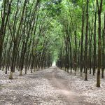Cao su Việt Nam -Dòng chảy 93 năm
