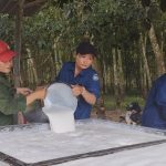 Tổ 8, Nông trường Long Hòa, Cao su Dầu Tiếng: sản lượng khai thác đạt tỷ lệ cao nhất công ty