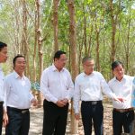 Màu xanh cao su tô thắm tình hữu nghị keo sơn