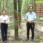 Chi tiết vườn cây trường thi Bàn tay vàng cấp ngành năm 2022