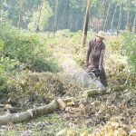 Đảm bảo nguồn nguyên liệu: Cần thực hiện các giải pháp đồng bộ