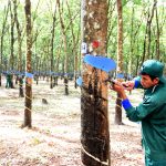 Các đơn vị khu vực Campuchia có kết quả sản xuất kinh doanh tăng cao so với cùng kỳ