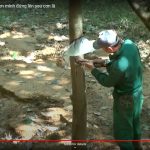 Cao su Nghệ An vươn mình sao bão lũ