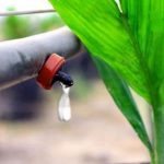 Nhiều quốc gia điển hình trong phát triển nông nghiệp ứng dụng công nghệ cao trên thế giới