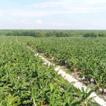 Nâng cao hiệu quả sử dụng đất, đảm bảo phát triển bền vững