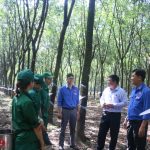 Sôi nổi mùa nước rút ở Nông trường Lai Uyên