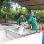 Cao su Phước Hòa: Xây dựng từ cơ sở để ngày càng phát triển bền vững