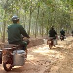 Tình cây và đất