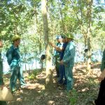 Cây cao su cùng giúp đồng bào ấm no