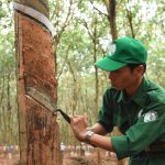 Hội thi Bàn tay vàng là nét đẹp văn hóa truyền thống và mang tính biểu tượng của ngành cao su