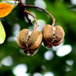 Hạt mùa rơi nhớ mẹ