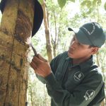Trước ngày hội lớn