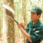 Ngành cao su cần sự hỗ trợ về chính sách của Nhà nước để phát triển bền vững