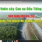 Vườn cây Cao su Dầu Tiếng đã sẵn sàng cho Hội thi Bàn tay vàng 2022