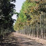 Đời thợ - Đời cây