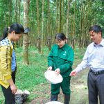 Nhiều giải pháp nâng cao năng suất vườn cây cho mô hình nhận khoán và liên kết