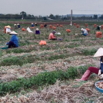 Dự thảo Luật Đất đai sửa đổi: 'Cởi trói' đất nông nghiệp