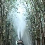 Trị bệnh phấn trắng rất cần thiết để vườn cây có bộ lá tốt
