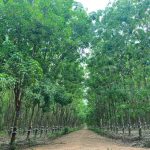 Bộ lá chắc khỏe và năng suất cao khi phun phòng, trị bệnh phấn trắng